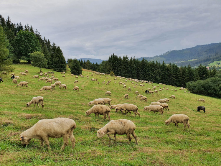 Owce na łące w pobliżu Jelonkowa